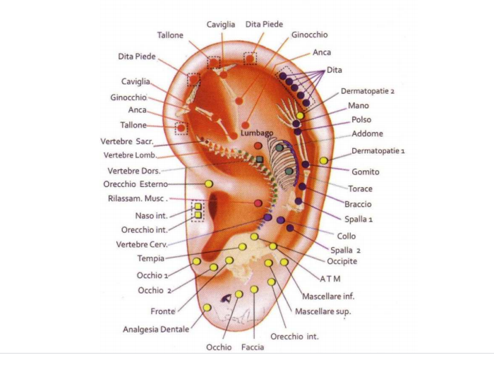 Правое ухо эзотерика. Акупунктурные точки уха атлас. Акупунктура проекция органов. Акупунктура уха точки для похудения. Точки уха рефлексотерапия.